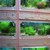 Aquatic Plants